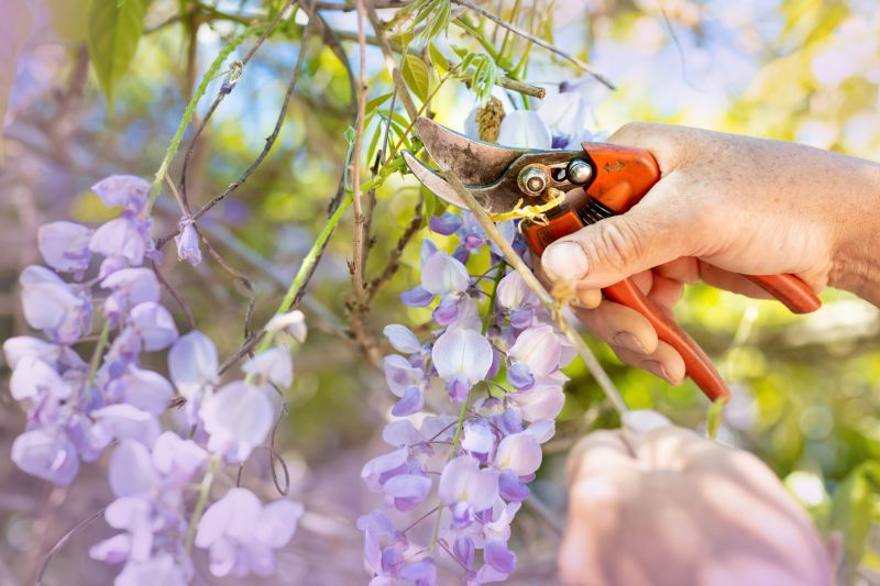 Local Weigela Trimming pros at work