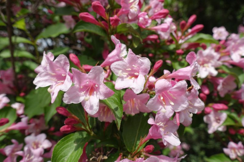 Weigela Trimming