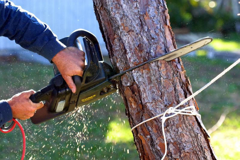Birch Tree Removal in San Jose, CA