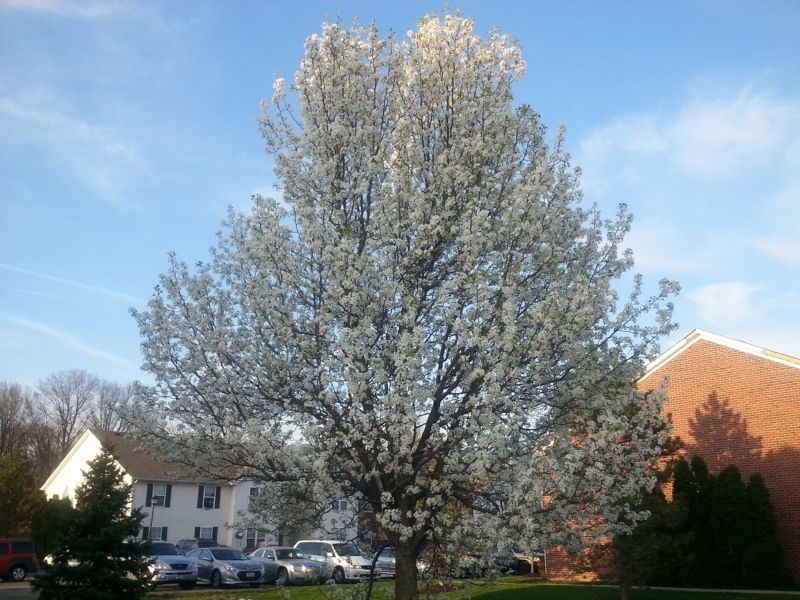 Bradford Pear Tree Pruning in Doylestown, PA