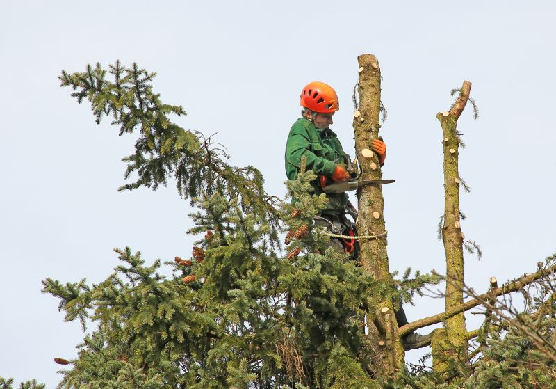Cedar Tree Trimming in Reno, NV