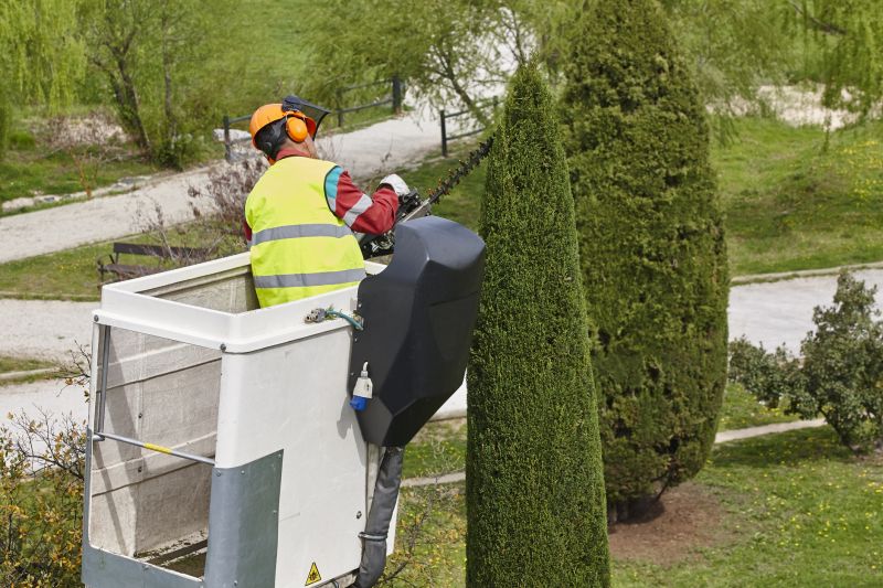 Cypress Tree Trimming in San Jose, CA