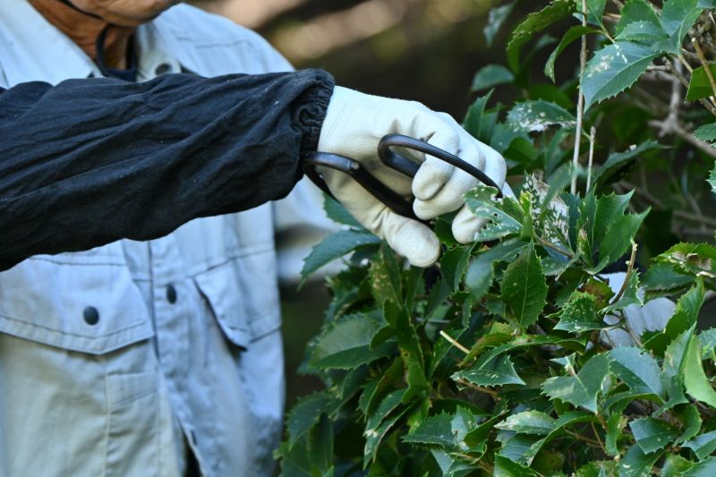 Forsythia Pruning in Ventura County, CA