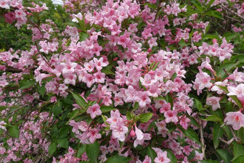 Weigela Trimming detail