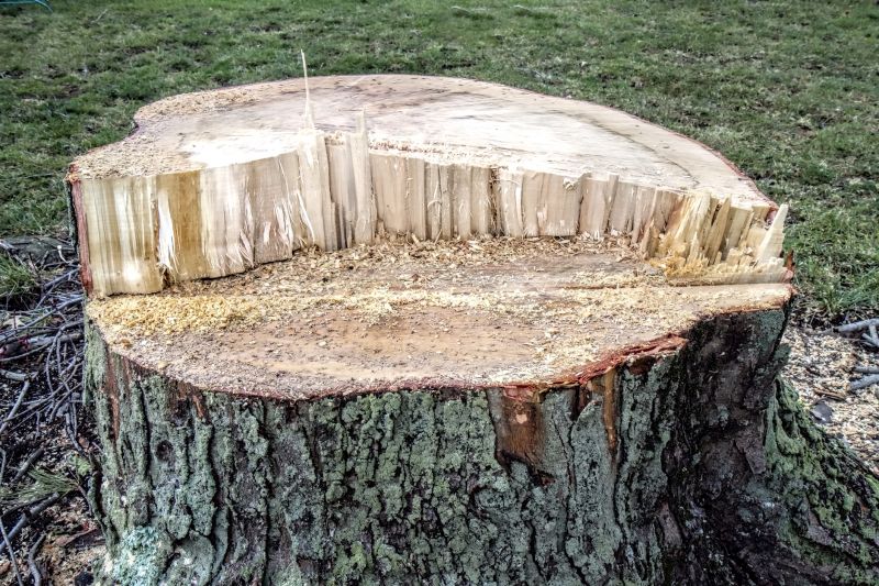 Hickory Tree Removal in Reno, NV