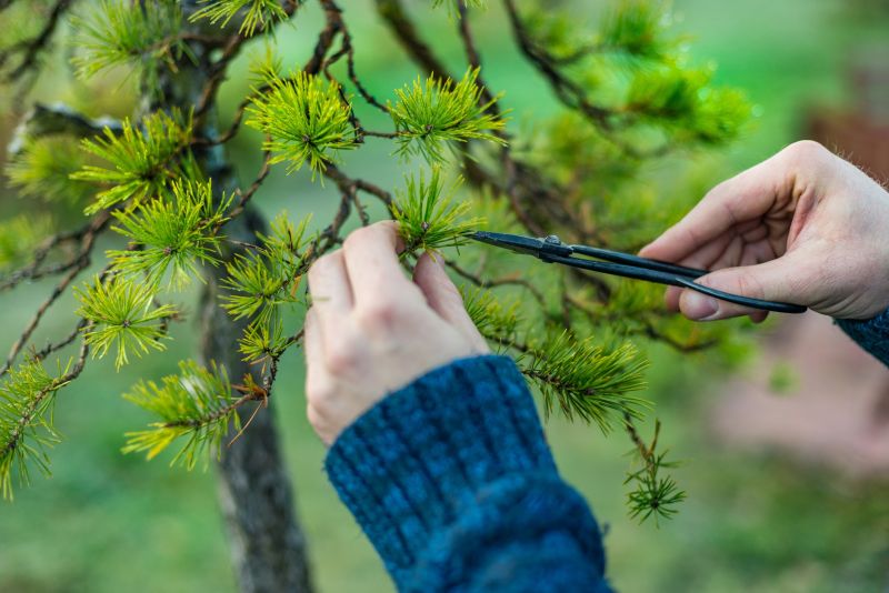 Magnolia Tree Pruning in Doylestown, PA