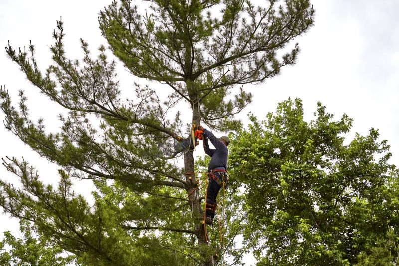 Pine Tree Trimming in Doylestown, PA