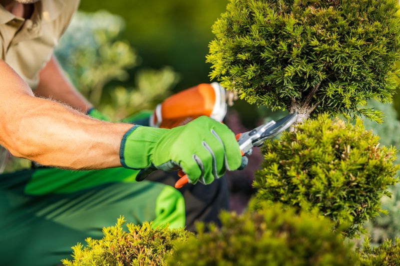 Rose Bush Pruning in Ventura County, CA