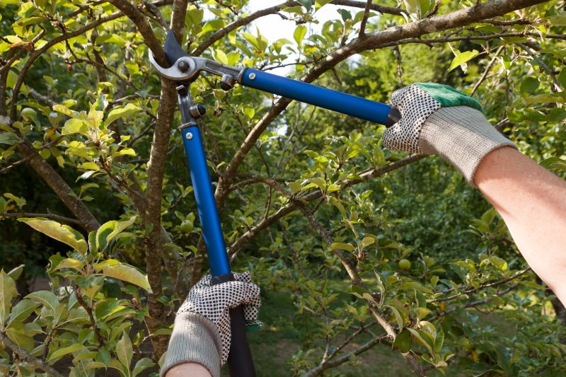 Tree Lopping Service in Reno, NV