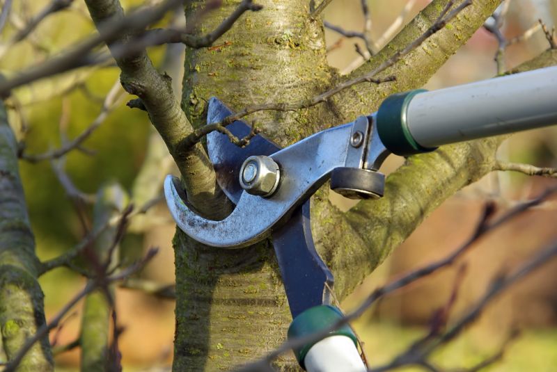 Tree Pruning in Reno, NV