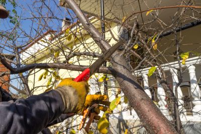 Tree Shaping Service in Reno, NV